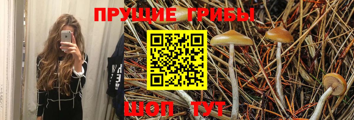 Галлюциногенные грибы Cubensis Элиста